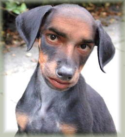 Cientistas americanos analisam cérebro de cães e concluem que eles também são 'pessoas'