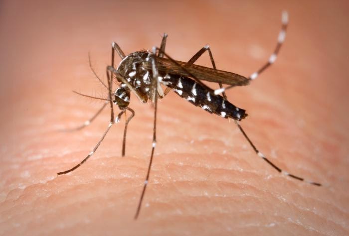 Casos de dengue na Paraíba tem redução de 95,94%