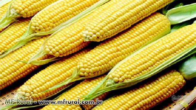 EM ALTA: Mão de milho pode custar até R$ 50 em João Pessoa, atesta levantamento do Procon-PB