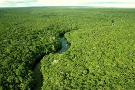 Temer não suporta pressão e revoga decreto que acaba com reserva na Amazônia