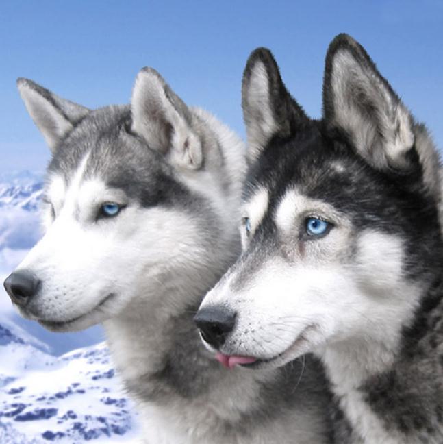 Criadores de Huskies siberianos realizam encontro para ajudar cães e gatos abandonados em João Pessoa