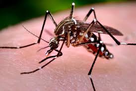 Ministério da Saúde realiza nesta sexta "Dia Nacional de Combate ao Aedes"