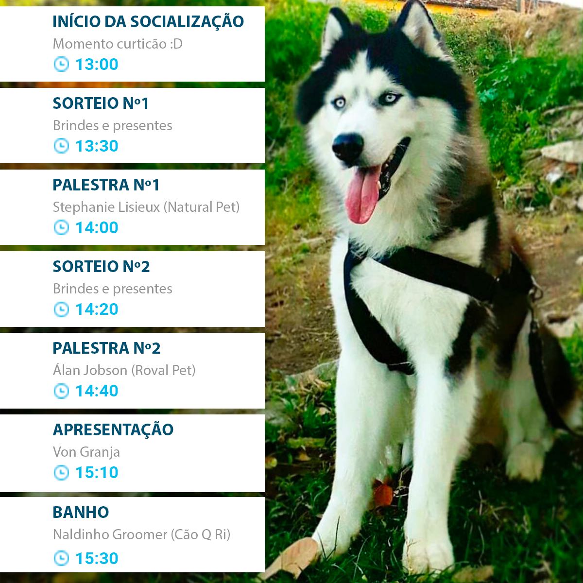 DOMINGO: Criadores de Huskies realizam encontro para ajudar cães e gatos abandonados