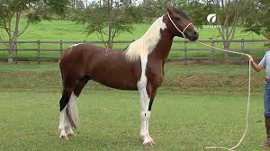 Começa domingo em Campina Grande a 51ª Exposição Paraibana de Animais e Produtos Industriais