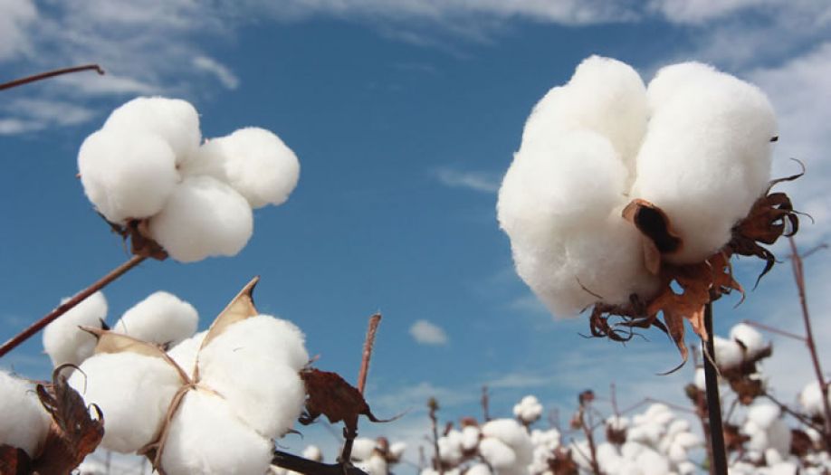 Com apoio da Emater, agricultor volta a cultivar algodão no interior da PB