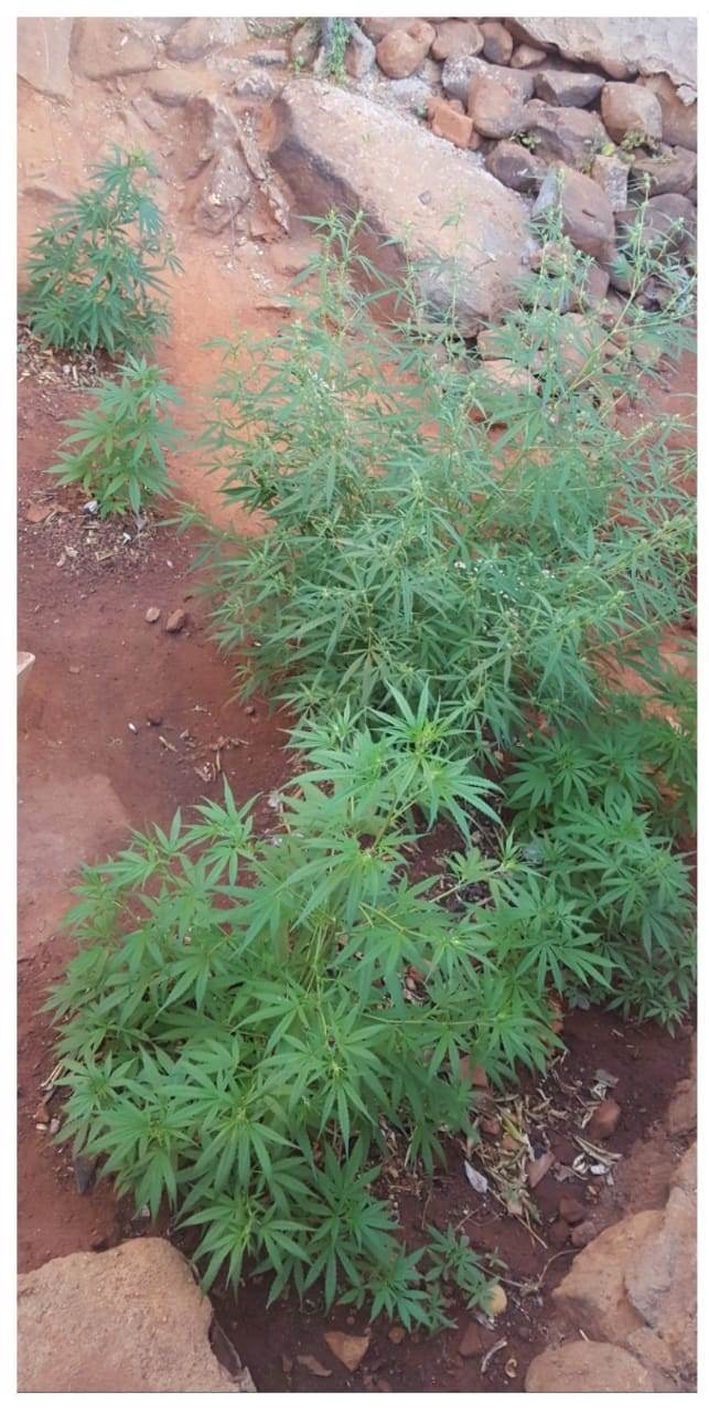 Polícia encontra plantação de maconha no quintal de uma casa no município de Manaíra