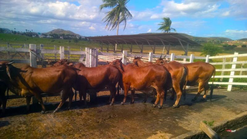 Emepa anuncia leilão de bovinos Gir, Sindi e Guzerá no Parque de Exposição, neste sábado