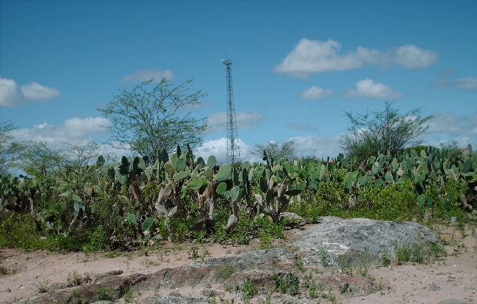 NESTA QUARTA: Mostra no IPA traz potenciais gastronômico e socioeconômico de plantas locais