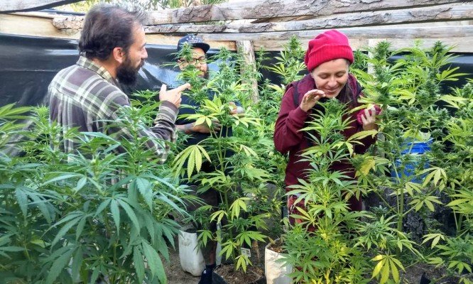 COMÉRCIO LUCRATIVO: Brasileiros mudam de vida e de país para investir em cannabis legalizada