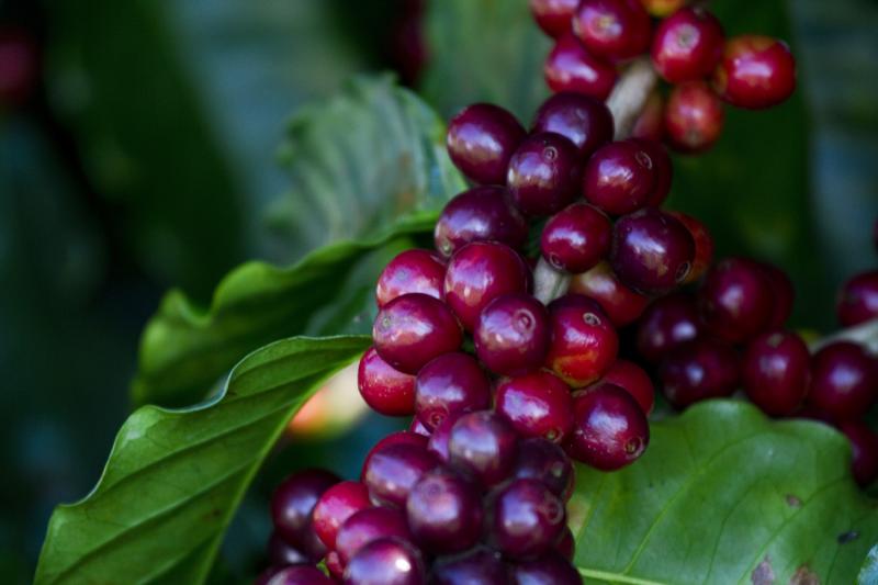 EM BOSTON: FMC valoriza e divulga café brasileiro na Coffee Expo 2019 nos EUA