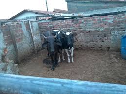 Justiça acata ação do MPPB e determina o fechamento do matadouro público de Juarez Távaro