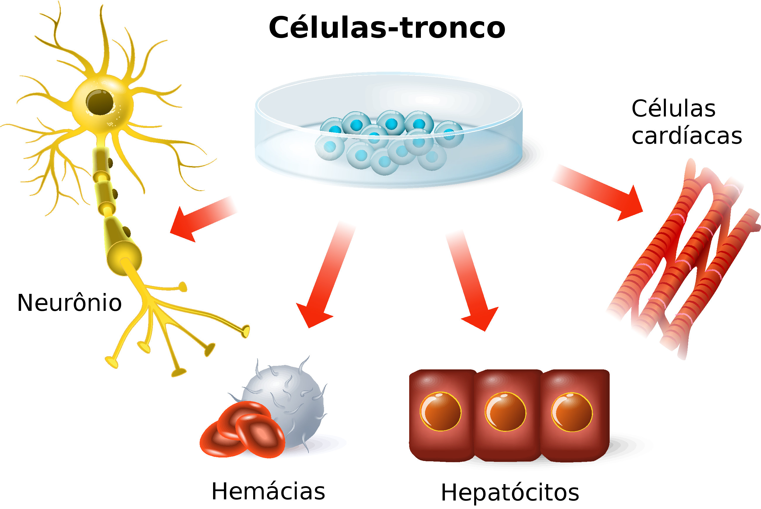 Procuradoria da União evita que SUS seja obrigado a custear tratamento experimental na China