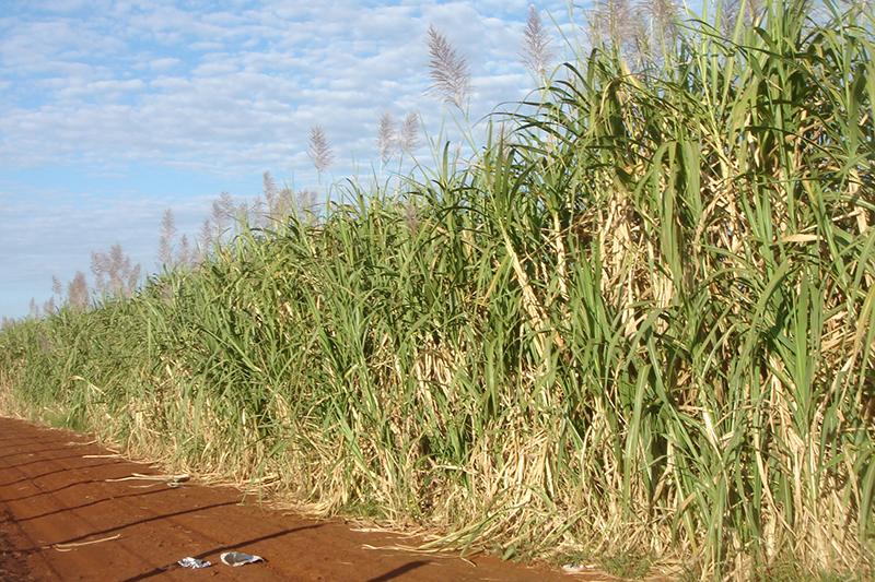 Asplan-PB destaca sensibilidade de Bolsonaro em alterar decreto que proibia queimadas para atender plantadores de cana do Nordeste