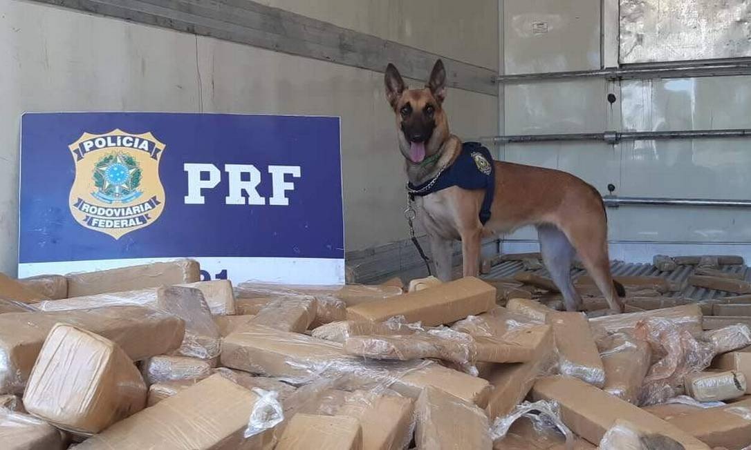 PATRULHAMENTO: Apreensões de drogas pela PRF aumentam quase 600% em 2019 nas rodovias federais do Brasil