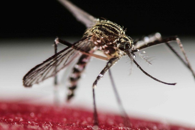 Ministério da Saúde alerta para possível surto de dengue