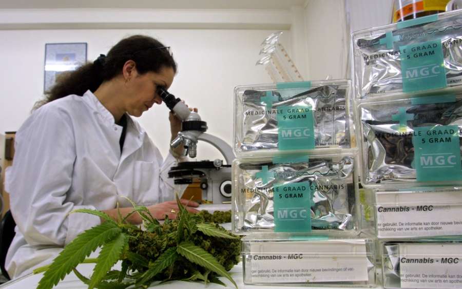 Uso medicinal: Anvisa autoriza primeira importação de cannabis in natura