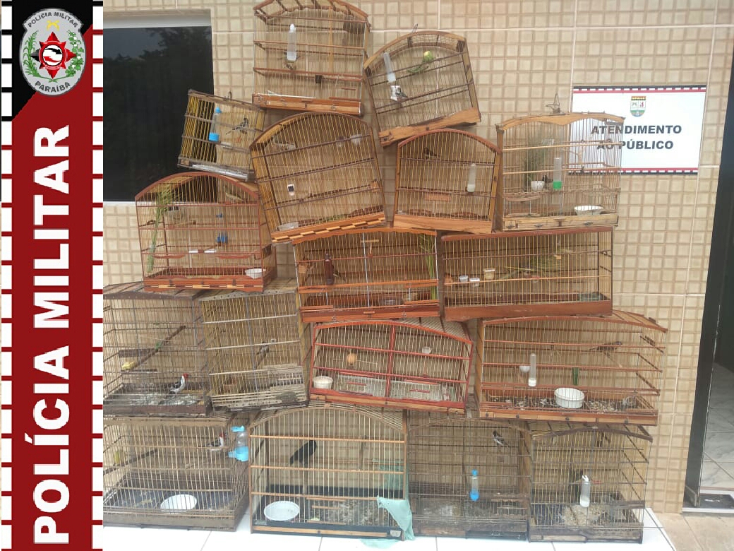 Polícia Ambiental apreende aves silvestres e espingarda calibre em Itabaiana e no Colinas do Sul