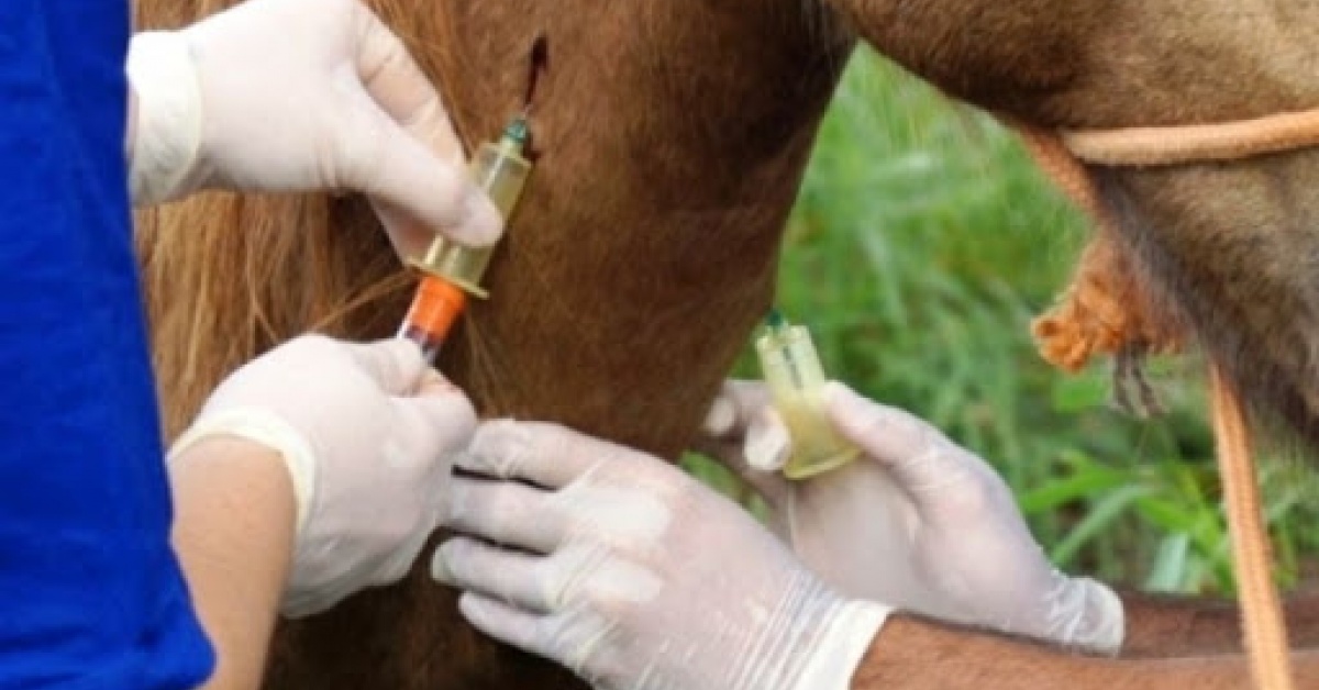 Soro produzido a partir do plasma de cavalo tem anticorpo até 50 vezes mais potente do que o de pacientes recuperados da Covid-19, conclui pesquisa
