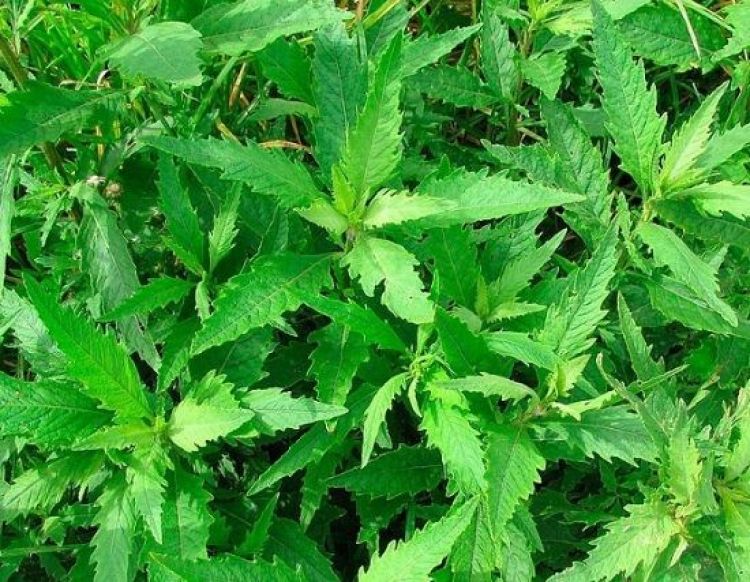 PLANTA MEDICINAL: Para que serve o Mastruz? Conheça os benefícios da planta medicinal