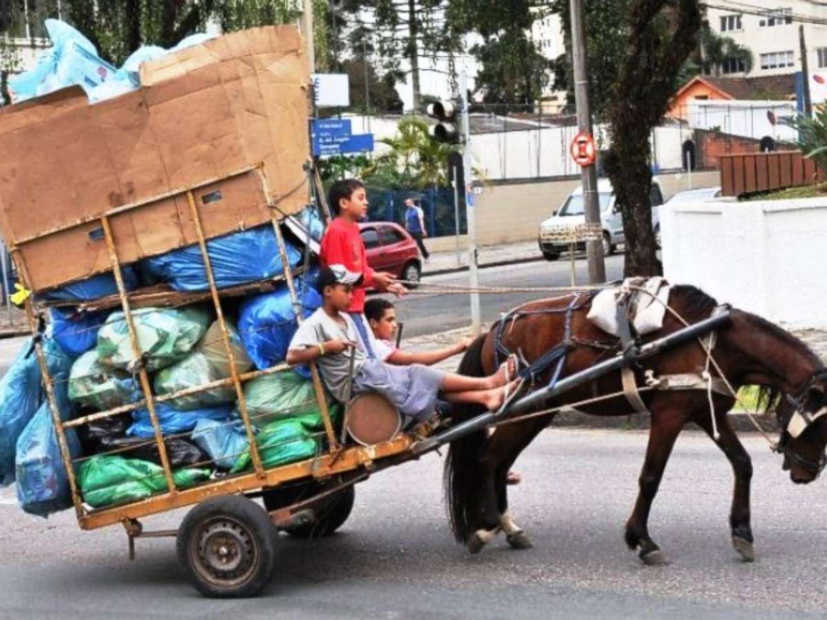 MPPB quer o fim das carroças puxadas por animais em João Pessoa