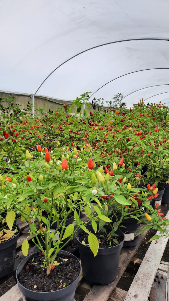 A cidade de Areia realiza nesta sexta e no sábado a Feira de Plantas Ornamentais cultivadas por produtores da região do Brejo