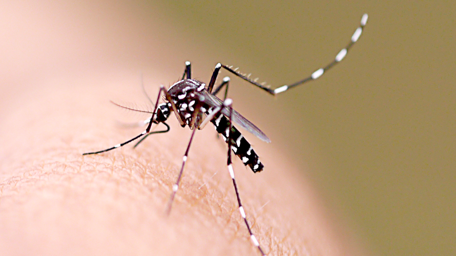Dengue, Chikungunya e Zika; conheça os sintomas e entenda a diferença da doença que já registrou 5,9 mil casos no primeiro semestre deste ano em João Pessoa