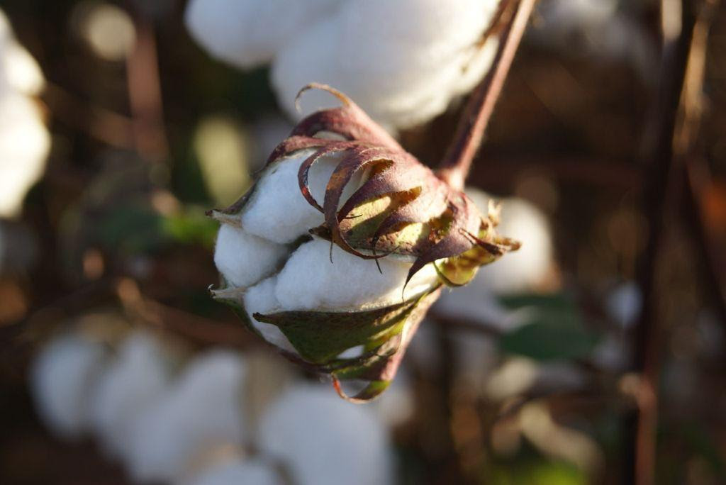 Projeto de cooperação internacional +Algodão visitará Campina Grande para conhecer experiências na cadeia do algodão na agricultura familiar