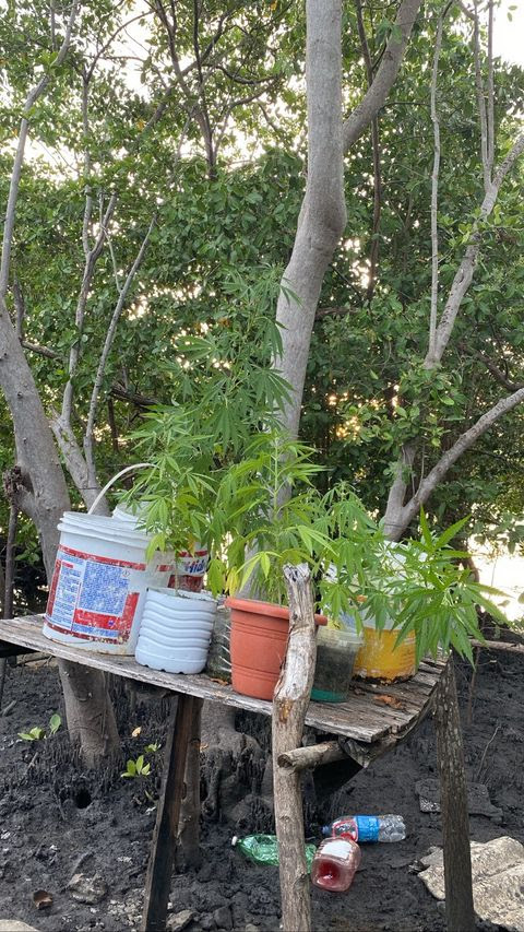 Cannabis Sativa: Polícia Militar prende foragido da Justiça em Cabedelo