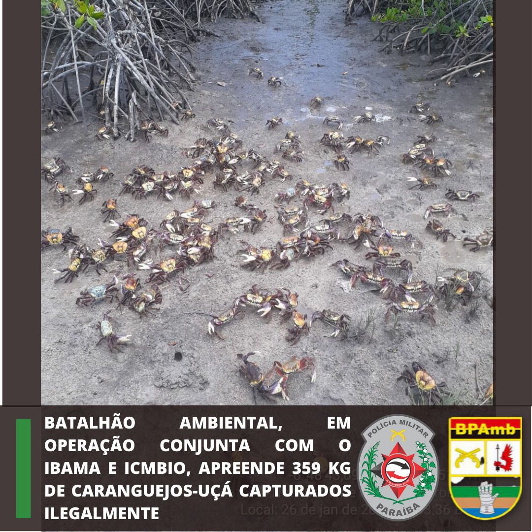 Batalhão Ambiental, em operação conjunta com o Ibama e Instituto Chico Mendes, apreendem 359 kg de caranguejos-uçá capturados ilegalmente