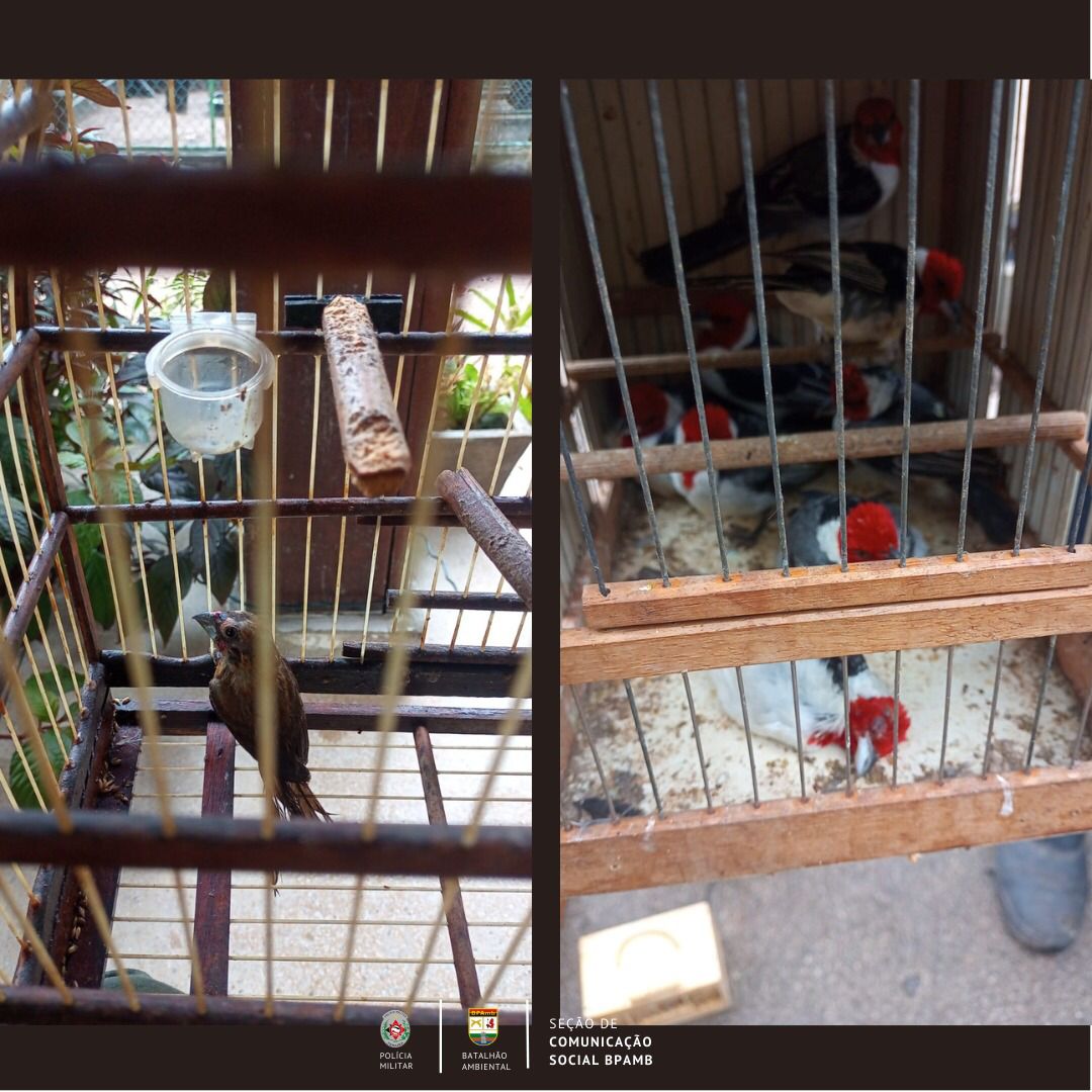 Batalhão da Polícia Ambiental da Paraíba realiza Operação Voo Livre na feira do Oitizeiro em JP para coibir comércio ilegal de aves silvestres