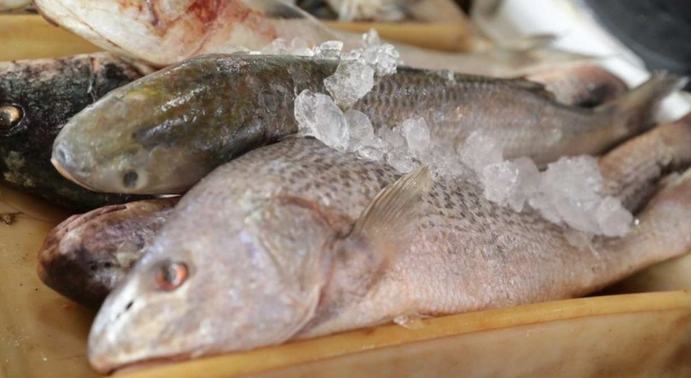 Semana Santa: Conheça os benefícios do peixe, rico em ômega 3 e gorduras insaturadas