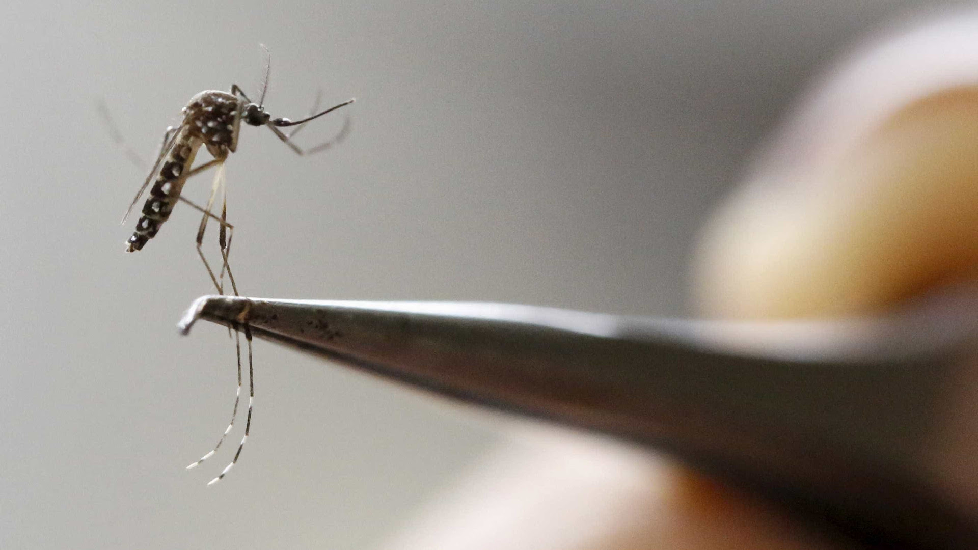 Com 555.583 mil casos entre suspeitos e confirmados da doença no país e sem vacina, Brasil registra 94 mortes por dengue