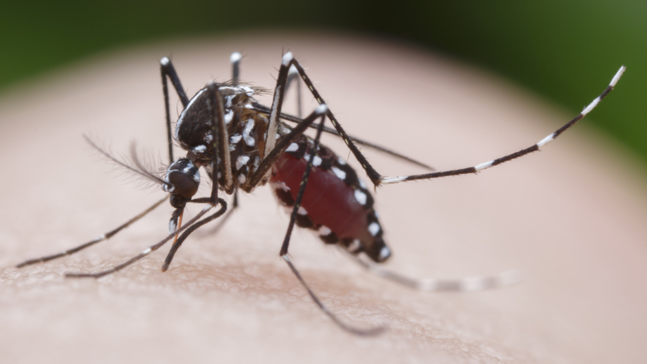  Cenário de alerta: Brasil bate recorde de mortes por dengue com 1.116 óbitos pela doença em 2024