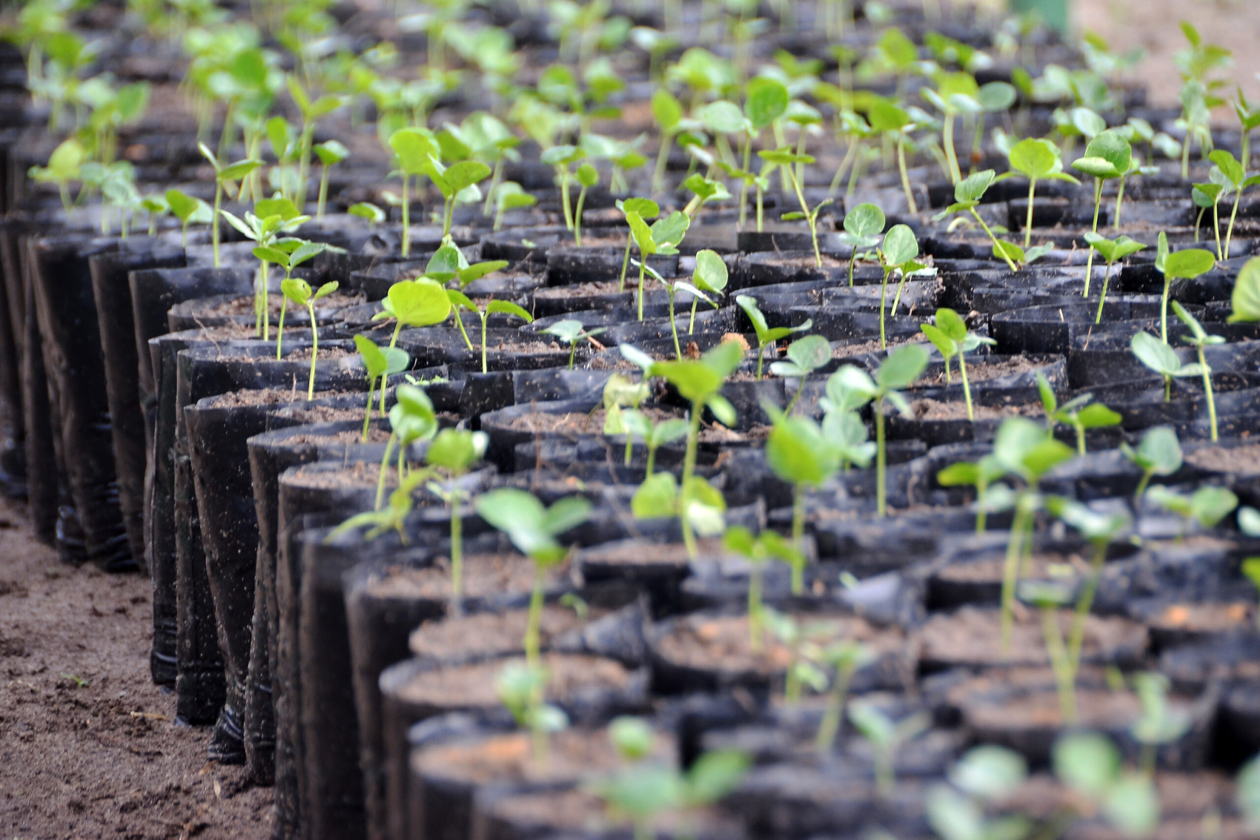 Secretaria do Meio Ambiente da Capital lança programa "João Pessoa + Verde", nesta segunda-feira