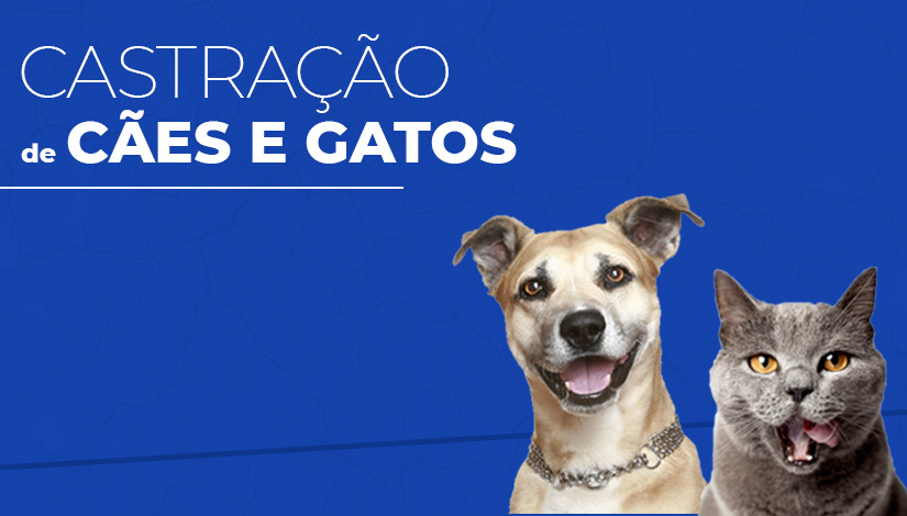 Por agendamento, Secretaria de Cuidado e Proteção Animal de João Pessoa oferta 900 vagas para castração gratuita de cães e gatos