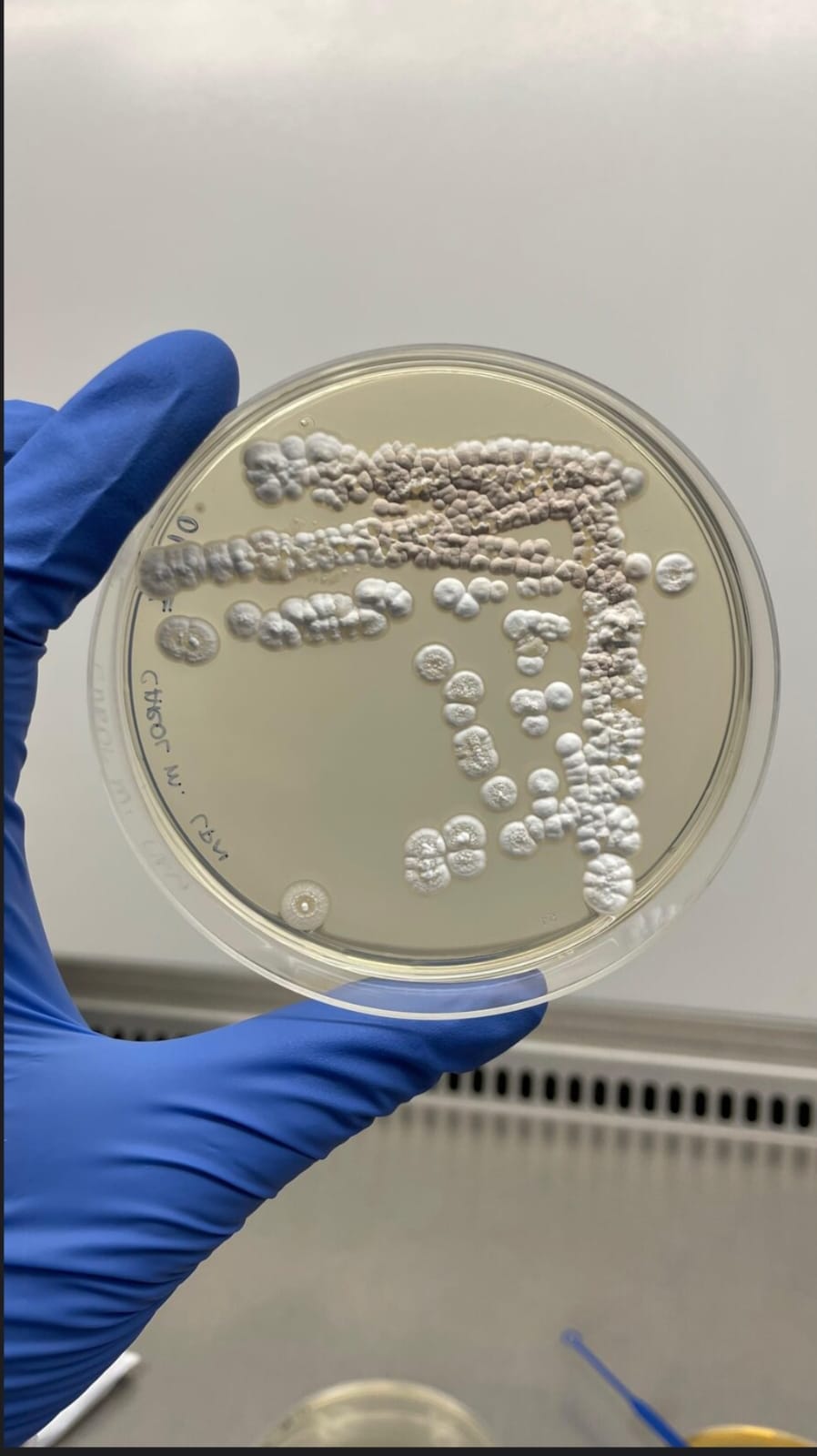 Esperança que salva: Como cientistas ‘caçam’ na Amazônia moléculas que podem virar esperança contra o câncer