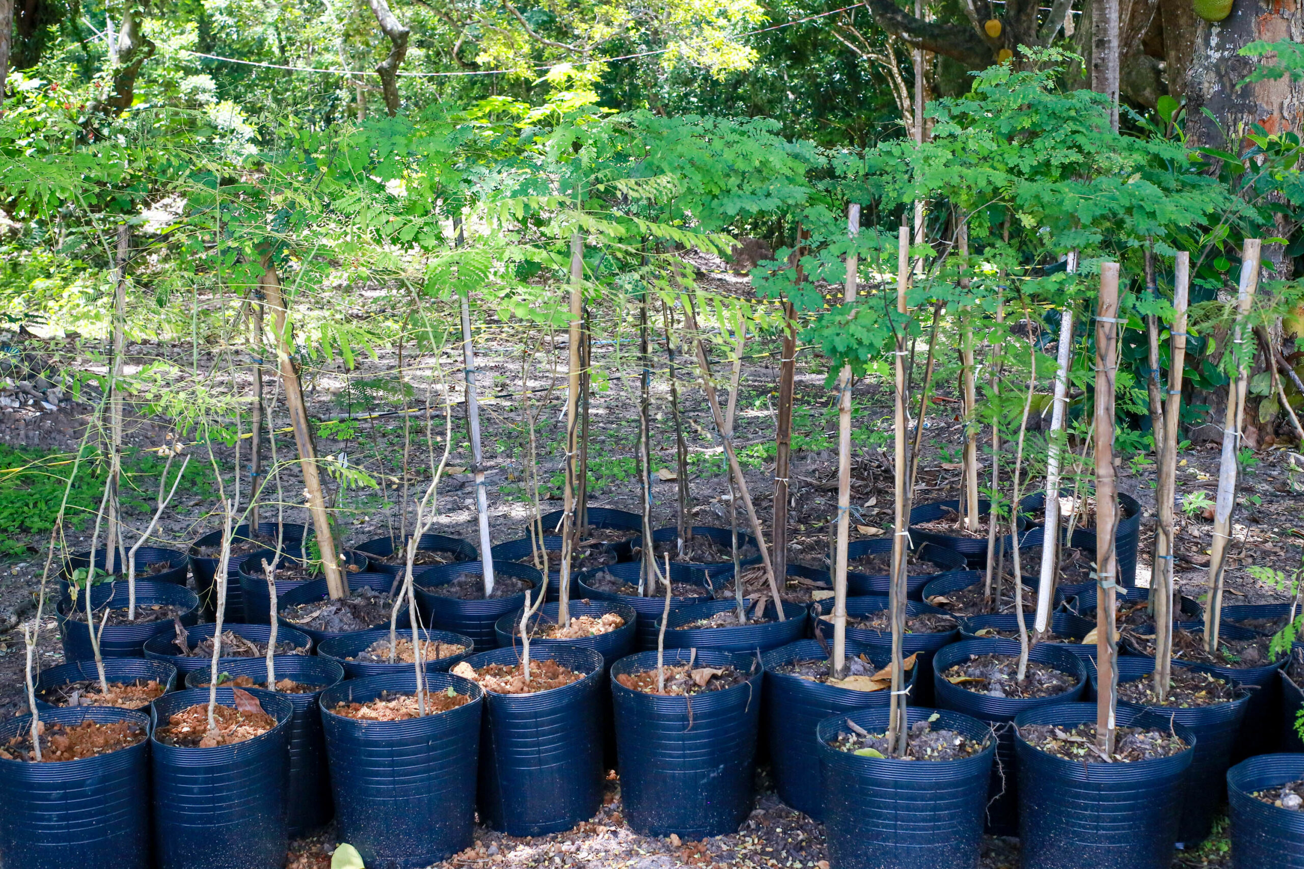 João Pessoa + Verde: Semam realiza o replantio de 1.168 novas árvores nativas