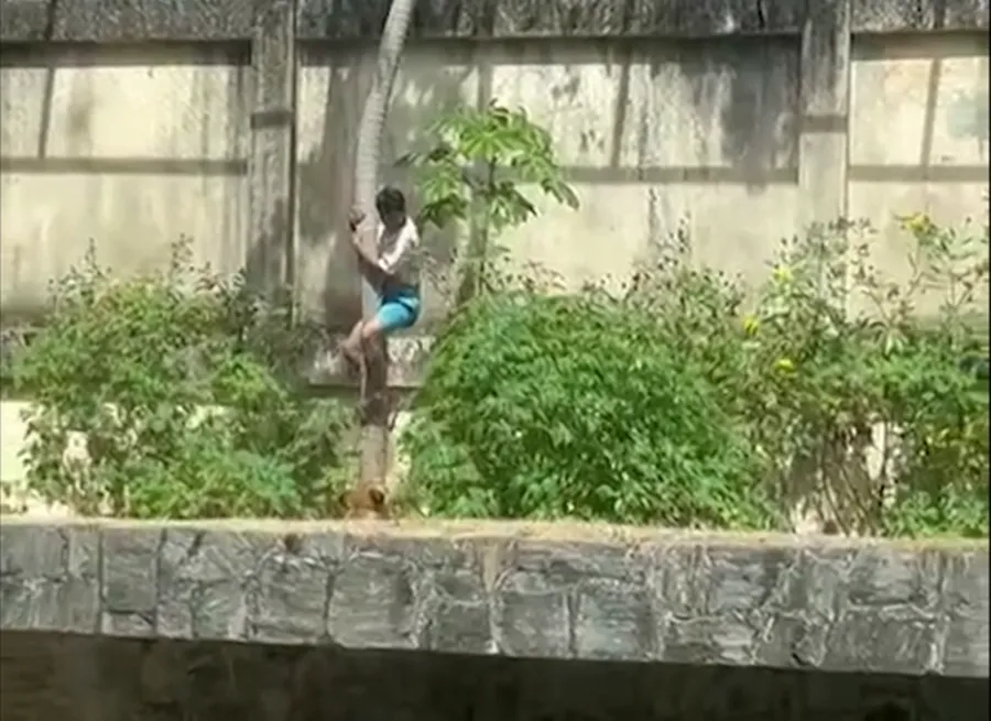 Tragédia: Homem com transtornos mentais morre após entrar na jaula dos leões em João Pessoa; zoológico é interditado para investigação